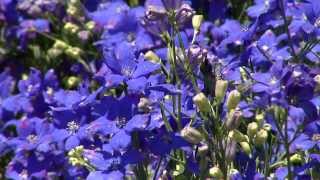 Diamonds Blue delphinium true blue Super Plant [upl. by Etienne]