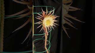 Selenicereus grandiflorus queen of the night cactus time lapse cactus timelapse Selenicereus [upl. by Chemush686]