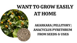 Want To Grow Easily At Home Akarakara  Pellitory  Anacyclus Pyrethrum From Seeds amp Uses [upl. by Budwig]