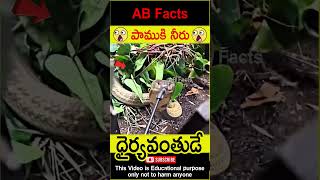 🐍పాముకి నీరు🐍 Snake drinking water telugufacts snake humanity shorts youtubeshorts abfacts [upl. by Vial]