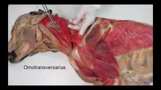 Veterinary anatomy dog muscles thoracic limb 1 of 3 [upl. by Abott]