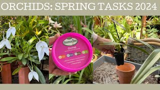 Orchids Spring tasks 2024 [upl. by Alika]