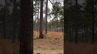 A homogenous forest of Loblolly Pine [upl. by Nyrahtak]