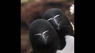 Razorbill bird have unique appearance [upl. by Zea]