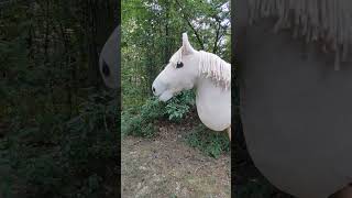 na sprzedaż vinted wola84 hh hobbyhorse hobbyhorsing horse [upl. by Odarbil]