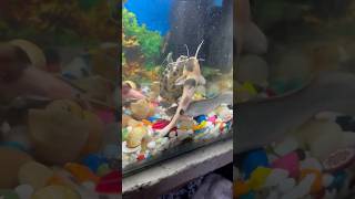 Turtle 🐢 or CatFish me ladai hogai turtle catfish petfish aquariumfish petsvlog aquarium [upl. by Drus328]