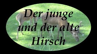 Gotthold Ephraim Lessing Der junge und der alte Hirsch  ElstersLesehöhle [upl. by Edrick362]