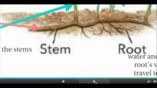 Seedless Vascular Plants [upl. by Sophie]