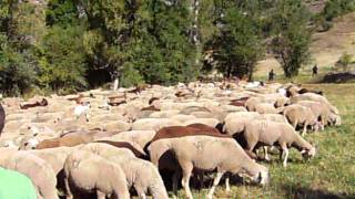 Reabaño de ovejas y cabras en Genicera [upl. by Sarene392]