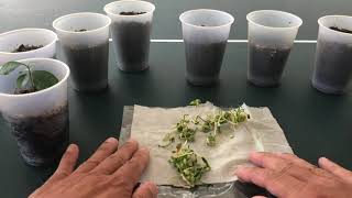 Planting germinated orange seeds [upl. by Drallim]