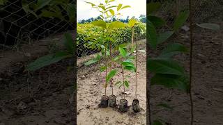 Mahaguni plant minivlog explore shortvideo publicereaction nature [upl. by Hgielrac]