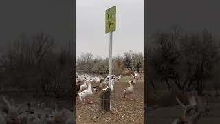 Hilarious Bird Stampede trending viralvideo shorts [upl. by Harikahs315]