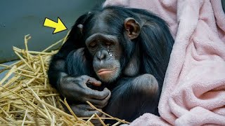 59yrold Dying Chimpanzee Refuses To Eat But Suddenly She Hears A Familiar Voice amp THIS Happens [upl. by Anselmi]