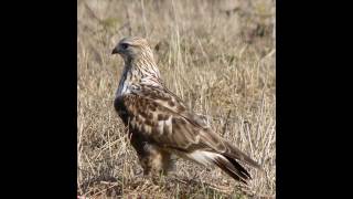 Raufußbussard Ruf Buteo lagopus [upl. by Farhi]