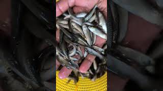 Tamangi Grass Corp Fish Seeds 1 [upl. by Mellisa]