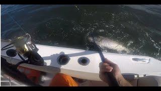 Halloween Striped Bass Fishing Jones Inlet Long Island 103124 [upl. by Paymar]