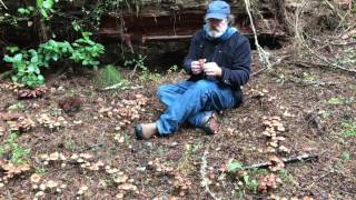 Paul Stamets sits amongst thousands of Hypholoma dispersum [upl. by Bast]