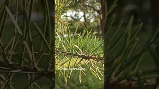 Funny pinus sylvestris or scotch pine shorts herbarium [upl. by Geibel]