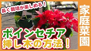 クリスマスで使ったポインセチアを挿し木で増やす！家庭菜園や園芸でポインセチアを長く栽培を楽しめる挿し木方法を徹底解説！【ガーデニング】 [upl. by Nosyla]