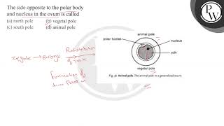 The side opposite to the polar body and nucleus in the ovum is called a north pole b vegetal [upl. by Afrika]