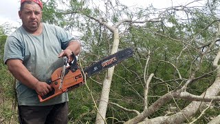 CORTANDO ALGAROBA E O PORQUE LEVOU TANTO CORTE VALQUÍRIA COMPROU A MAD [upl. by Nilahs]