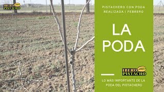 Pistachero Con Poda Realizada  IberoPistacho [upl. by Mcspadden447]