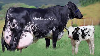 Girolando Cows amp HF Cow Comparison  Highest Milk Production Cow per day  Gir Cow  Indian gir cow [upl. by Carlin]