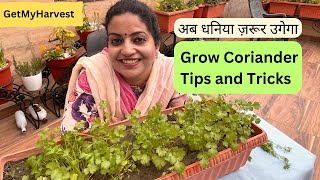 100 Dhania ugane ka method  All about growing Coriander getmyharvest [upl. by Yalcrab]