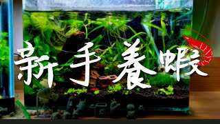 【岳來悅蝦】新手養蝦蝦開缸教學｜建立我的第一個水草蝦缸｜超療癒水族箱｜極火蝦缸｜水草｜水妖精｜新大珍珠草｜鐵皇冠｜水蘭｜尖葉葉底紅 [upl. by Eenahc]