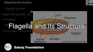 Flagella and Its Structure Biology Lecture  Sabaqpk [upl. by Ahsinhoj181]