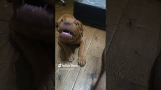 Dogue de Bordeaux puppy edits short [upl. by Norty348]