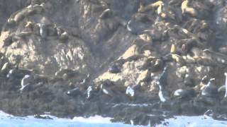 Harbor Seals 17mile Drive Pebble Beach California [upl. by Anwahsad]