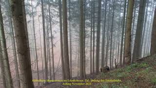 Herbstliche Impressionen im Edenkobener Tal  Nov 2024 [upl. by Ard227]