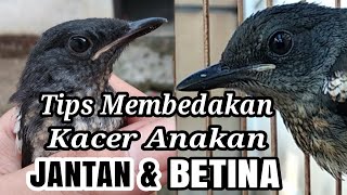 Tips Membedakan Anakan Kacer JANTAN amp BETINA [upl. by Ellenahc]