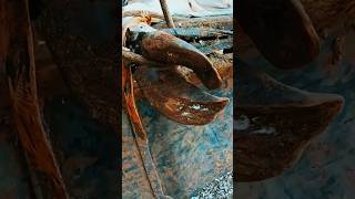 Overgrown cow hoof receiving treatment asmr satisfying hoof cow [upl. by Elayne46]