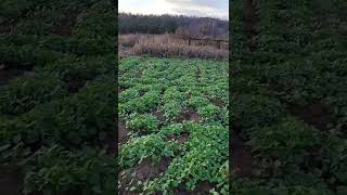 HUMIC ACID TRIAL ON CLAY AND SANDY SOIL  GRAND HUMUS PLUS [upl. by Hedberg]