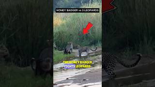 🔥Honey Badger The Most AGGRESSIVE Animal In The WORLD 🦡 shortsfeed shorts [upl. by Aneladgam]