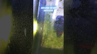 How to culture infusoria at homeshortvideoviralvideoaquariumviralshortreelsviral reinfusoria [upl. by Glavin]