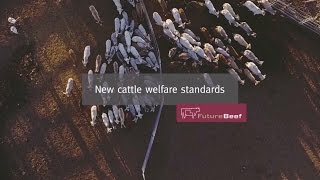 New cattle welfare standards [upl. by Mahalia887]