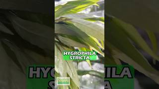 Hygrophila Stricta Red Stem UNIQUE Plant For Sale [upl. by Hertzog]