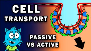 CELL TRANSPORT PASSIVE AND ACTIVE [upl. by Bloem153]