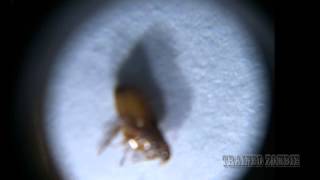 Capstar Flea Medication and why your cat goes CRAZY Extreme Closeup of Fleas Dying [upl. by Ancell216]