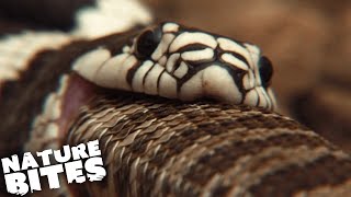 Cannibalistic Kingsnake Swallows Rattlesnake Whole  Nature Bites [upl. by Inalem]