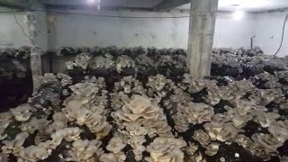 İstiridye Mantarı Üretimi Hieramantar Bölüm6  Oyster mushroom production Hieramantar [upl. by Nevah]