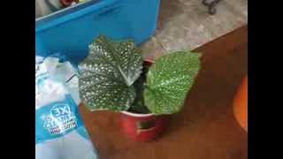 Angel Wing Begonia Propagation or Death [upl. by Eddra969]