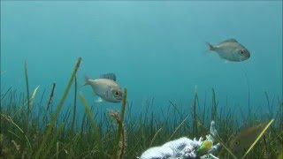 Seagrass meadows support our fisheries [upl. by Gabel]