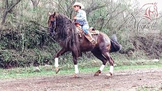 Caballo Bailador Pura Raza Azteca  Club Ecuestre SM [upl. by Aylsworth]