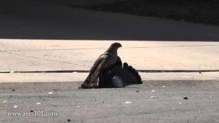 Coopers Hawk vs Pigeon  bird street fight [upl. by Ellac]