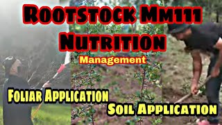 Rootstock MM111 Nutrition management Apple nutrition management by soil and foliar application [upl. by Aerdnaeel]