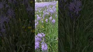 Camassia quamashкамассияshorts [upl. by Yvonner]